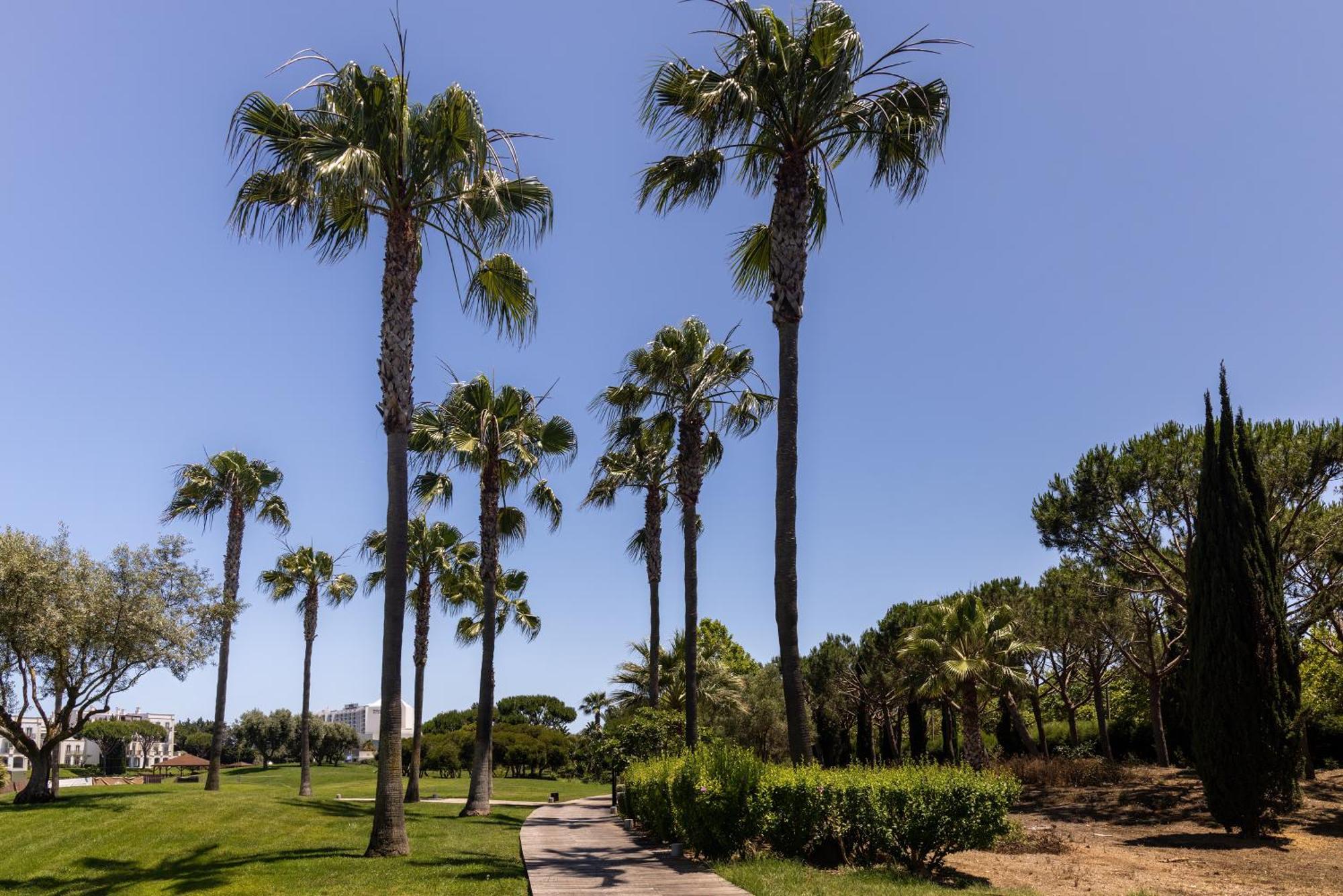 Domes Lake Algarve, Autograph Collection Βιλαμούρα Εξωτερικό φωτογραφία Palm trees in the park